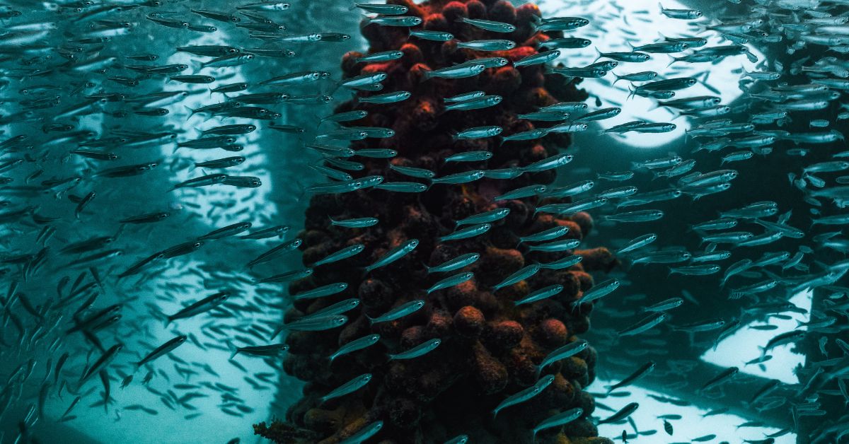 9 Kilometer Kaleidoscope of Coral Reef&nbsp;