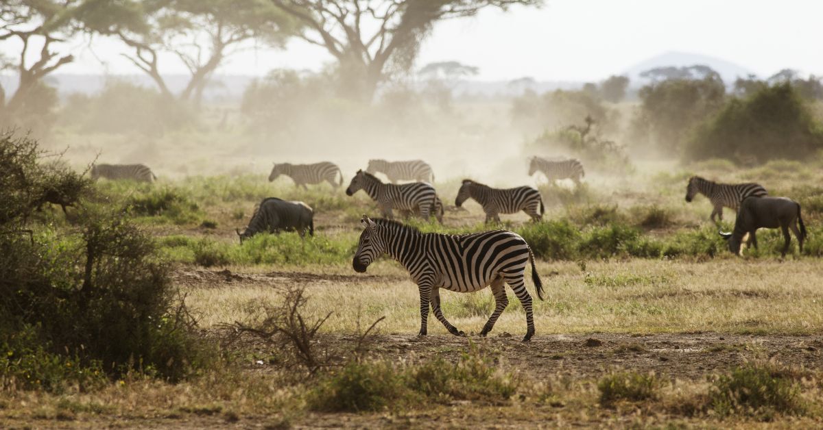 August - Horseback Riding Safari and Exploring Wildlife in Kenya