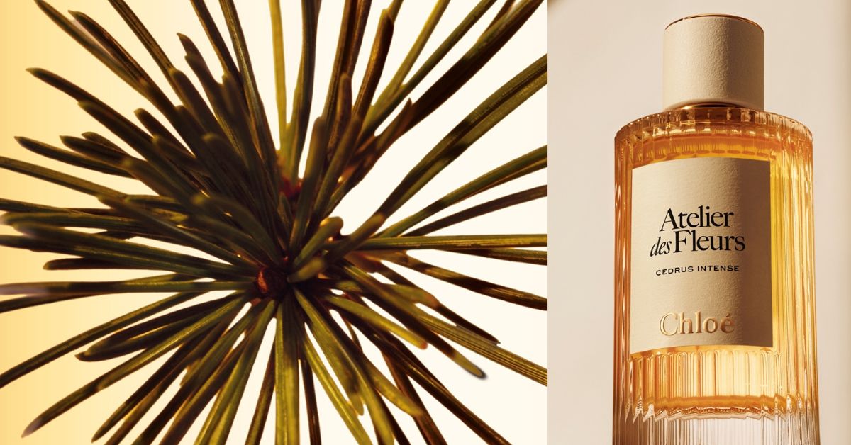 Chloe Cedrus Intense