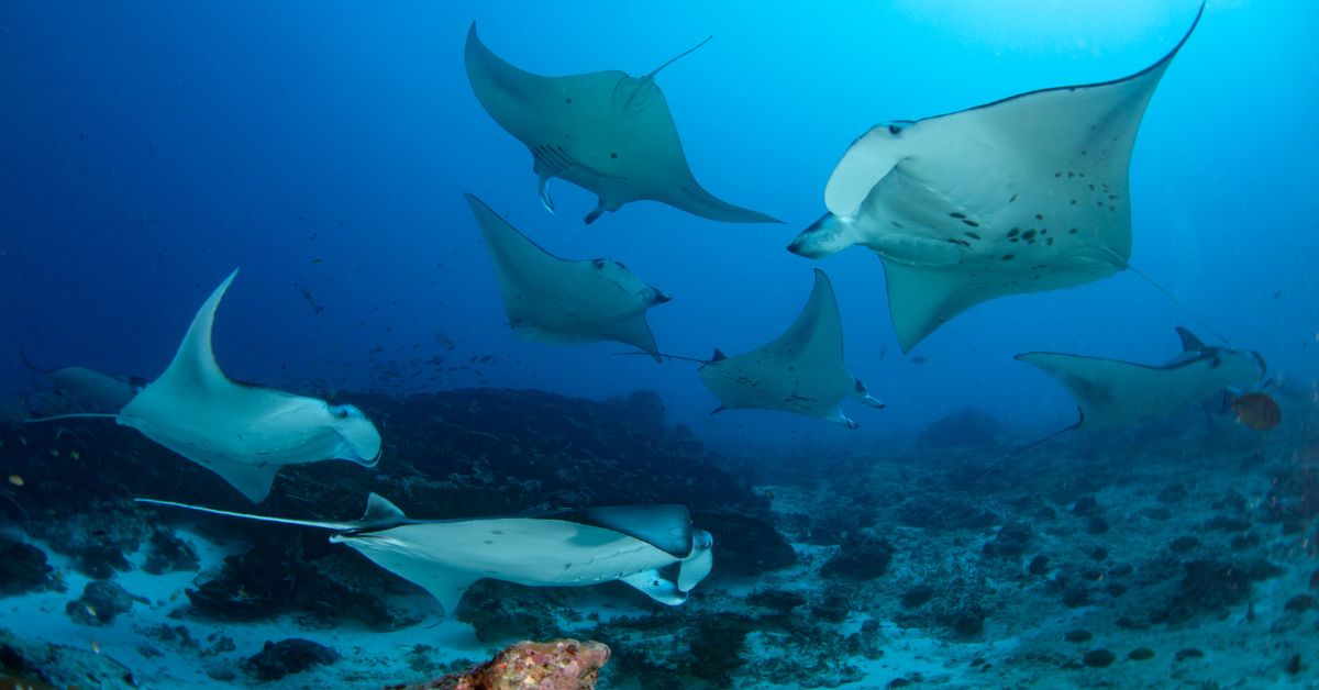 Experiences Curated by Maldives Suboceanic&nbsp;