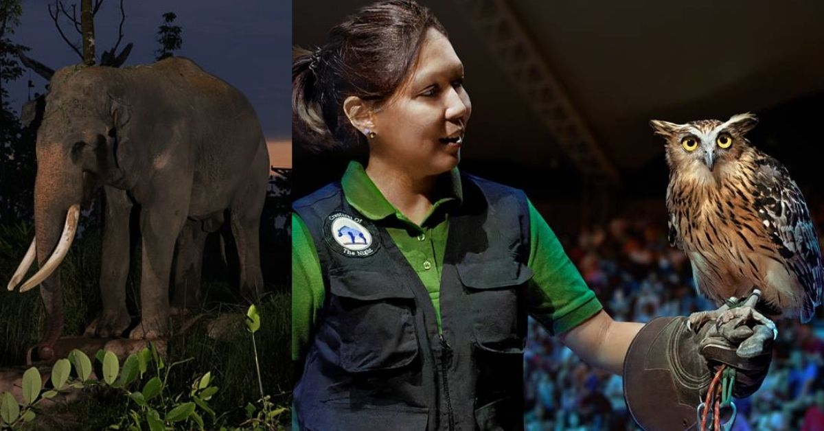 Get access to the night safari, exclusive tram and priority seating at Night Safari. Photo credit:&nbsp;Mandai