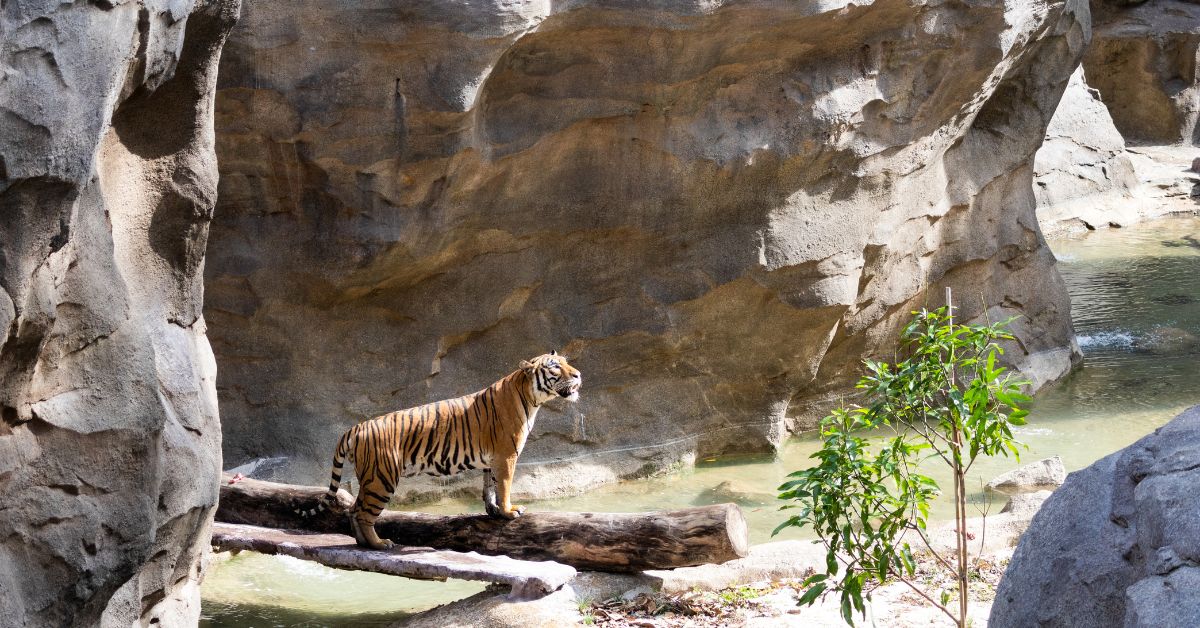 Mandai Rainforest Wild – Choose Your Own Adventure At This Immersive Rainforest Park
