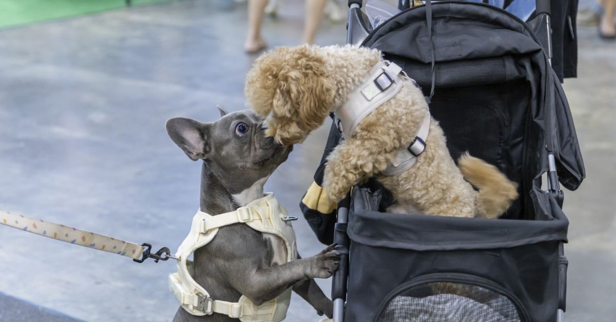 Singapore’s Biggest Pet Fair Returns - PetExpo 2025
