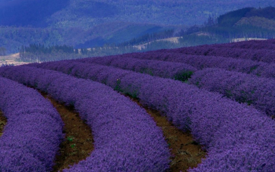 places to visit in tasmania