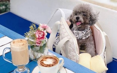 pet friendly cafe near me