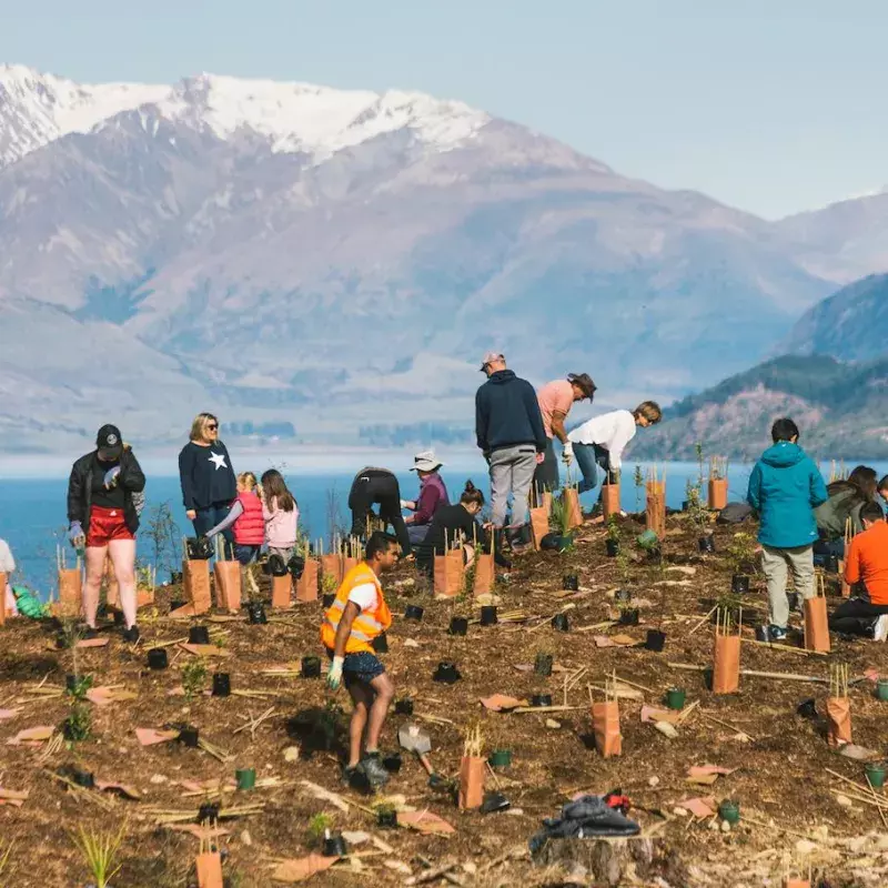 New Zealand Invites You To Join Them In Planting A ‘Forest of Hope’ 
