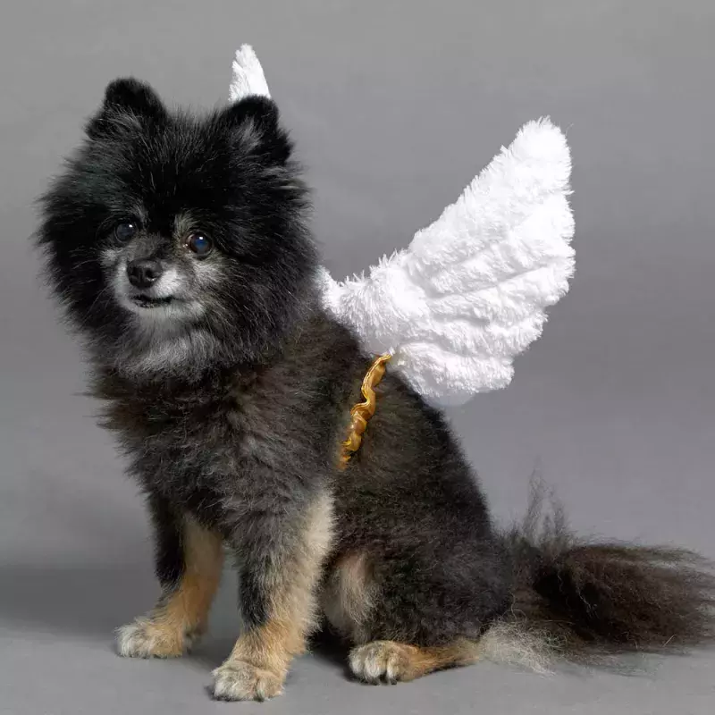 Online Pet Stores in Singapore
