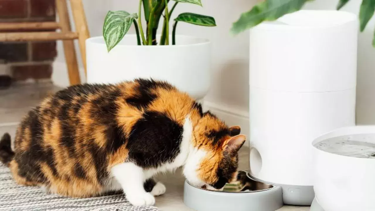 Gadgets for Pets in Singapore
