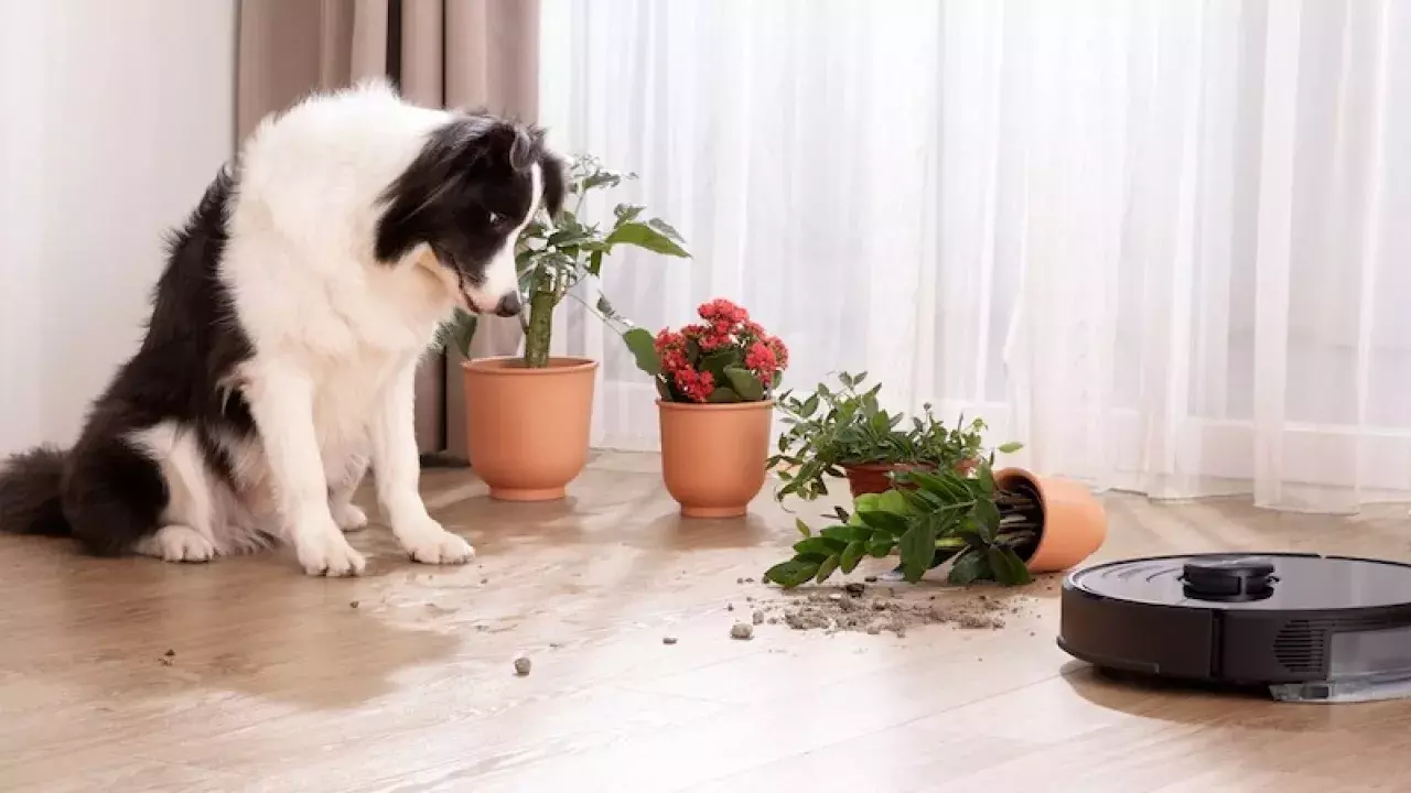 8 Reasons to Love the Roborock S6 MaxV Smart Robot Vacuum Cleaner