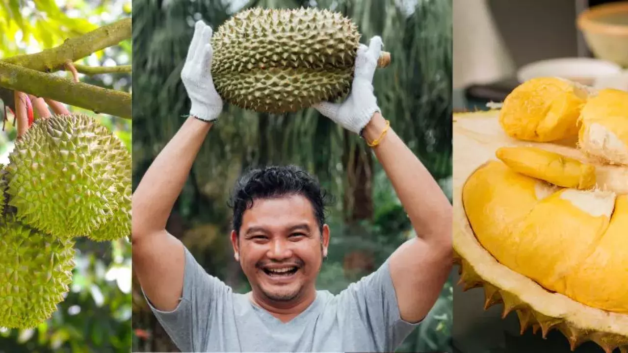 Durian Delights in Singapore: Your Guide to Eating, Buying & Delivery