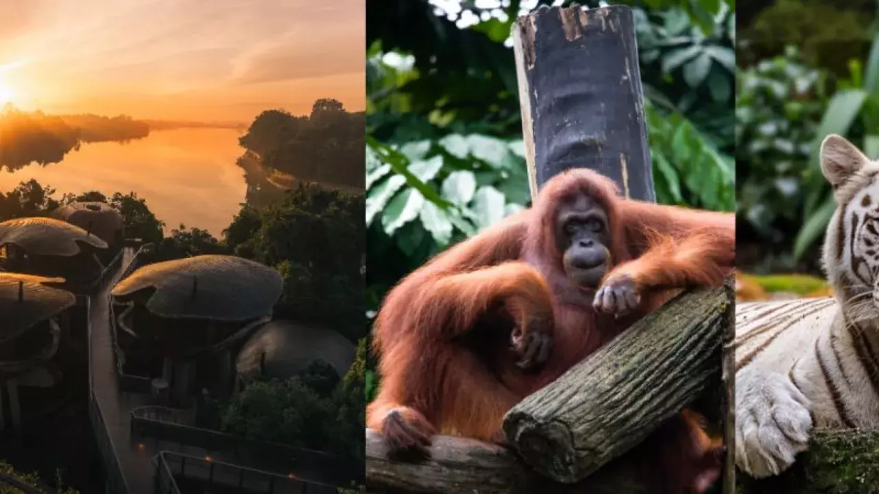 We Review Mandai Rainforest Resort by Banyan Tree, Singapore