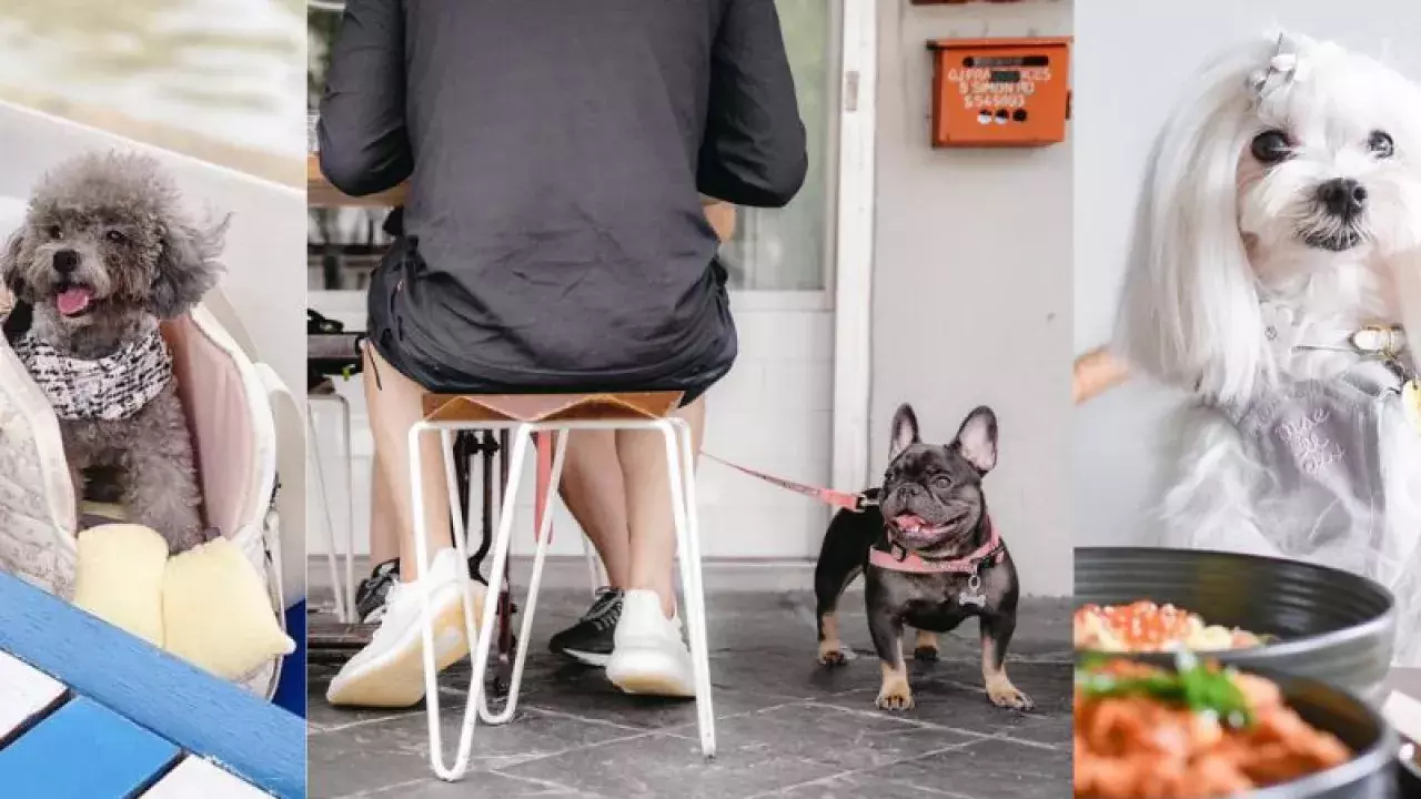 pet friendly cafe singapore
