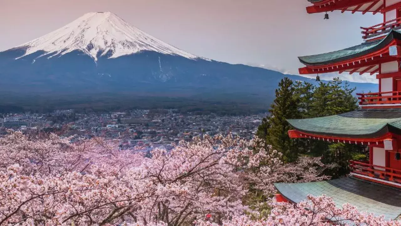 cherry blossoms 2023 japan