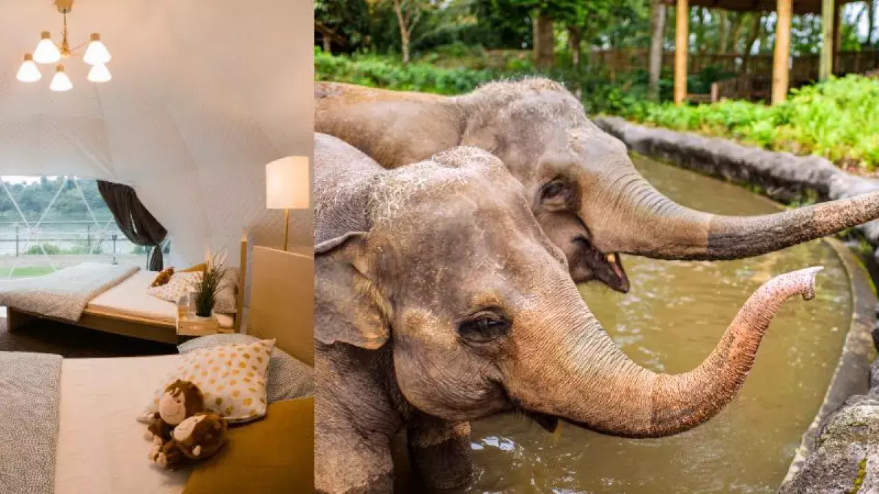 family staycation Singapore zoo